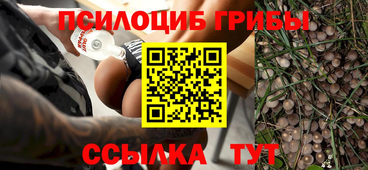 Нововоронеж  Псилоцибиновые грибы мицелий  Вход с VPN  Галлюциногенные грибы GOLDEN TEACHER 